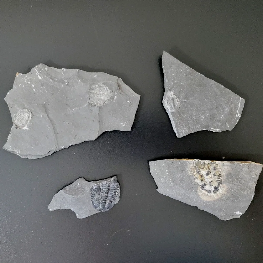 Trilobite Elrathia Fossils in Slate Stone Matrix - Delta Utah Set of 4